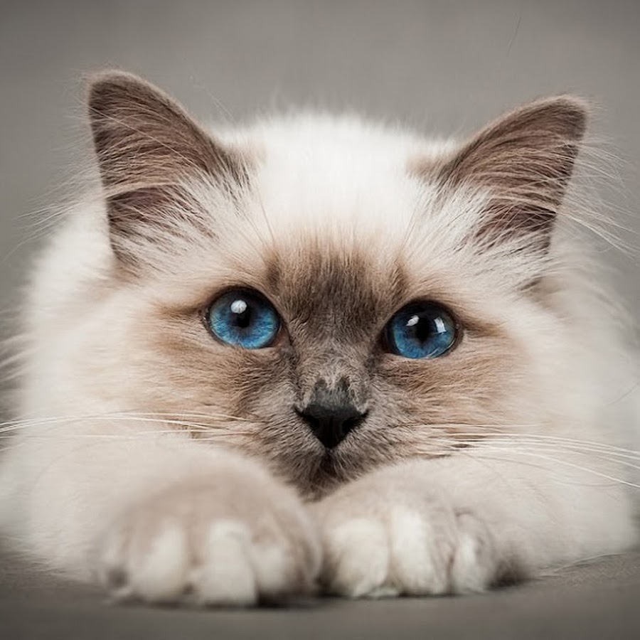 Киса кисуня. Кошка Рэгдолл голубоглазый. Birman Cat. Красивые котята. Красивый кот.