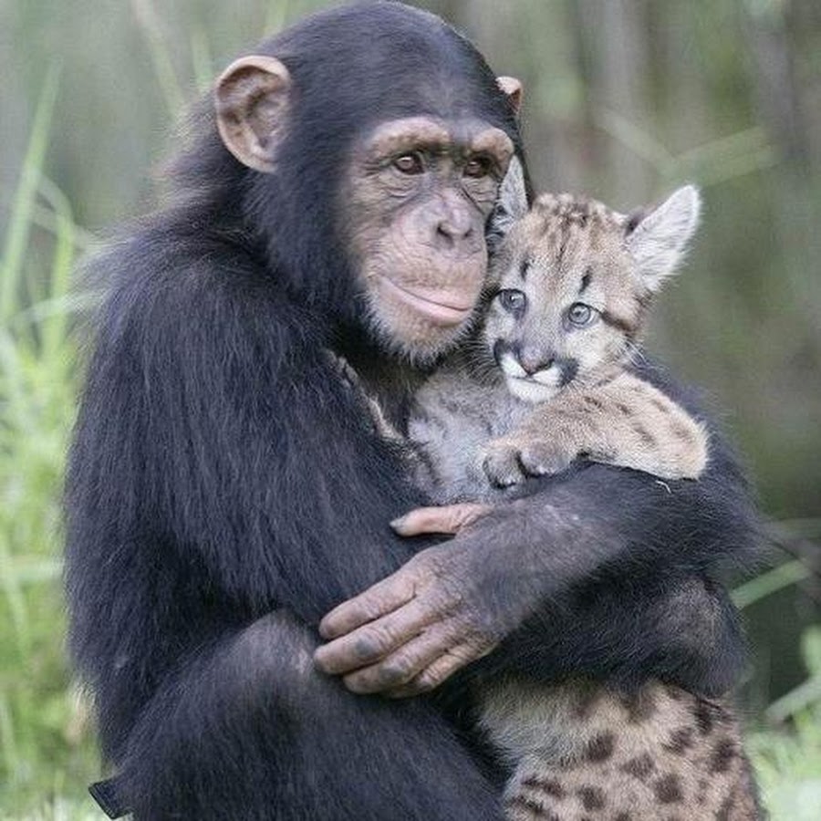 картинки обнимашек животных