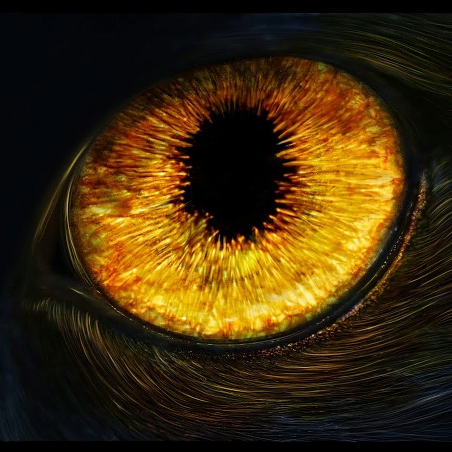 Узкие зрачки в темноте. Оранжевые глаза. Зрачок демона. Золотые глаза. Желтые глаза.