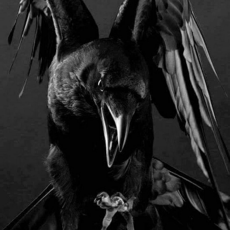 клан дятловых 2. клан дятловых 2. клан дятлов аудиокнига 9. павел пуничев. клан дятловых 2.