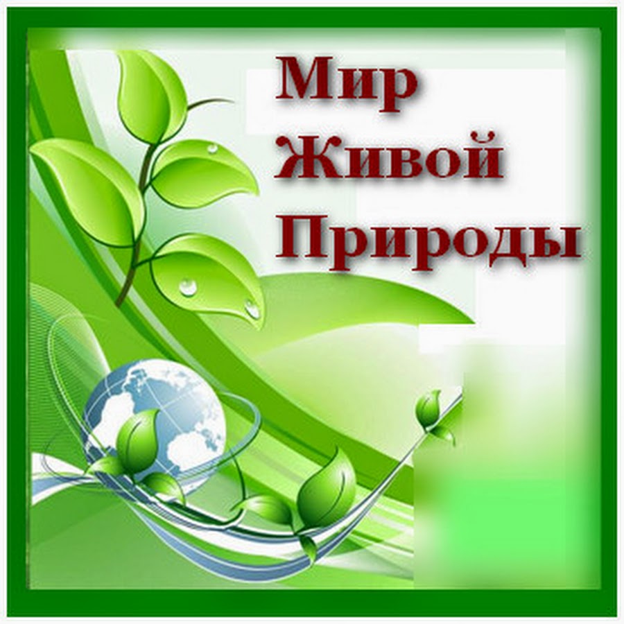 Канал живая природа. Живой мир фонд.