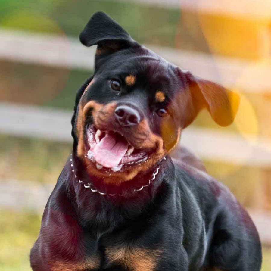 оскал собаки. злая сторожевая собака. лай собаки. бойцовские породы собак ротвейлер. хорошие собаки злые.