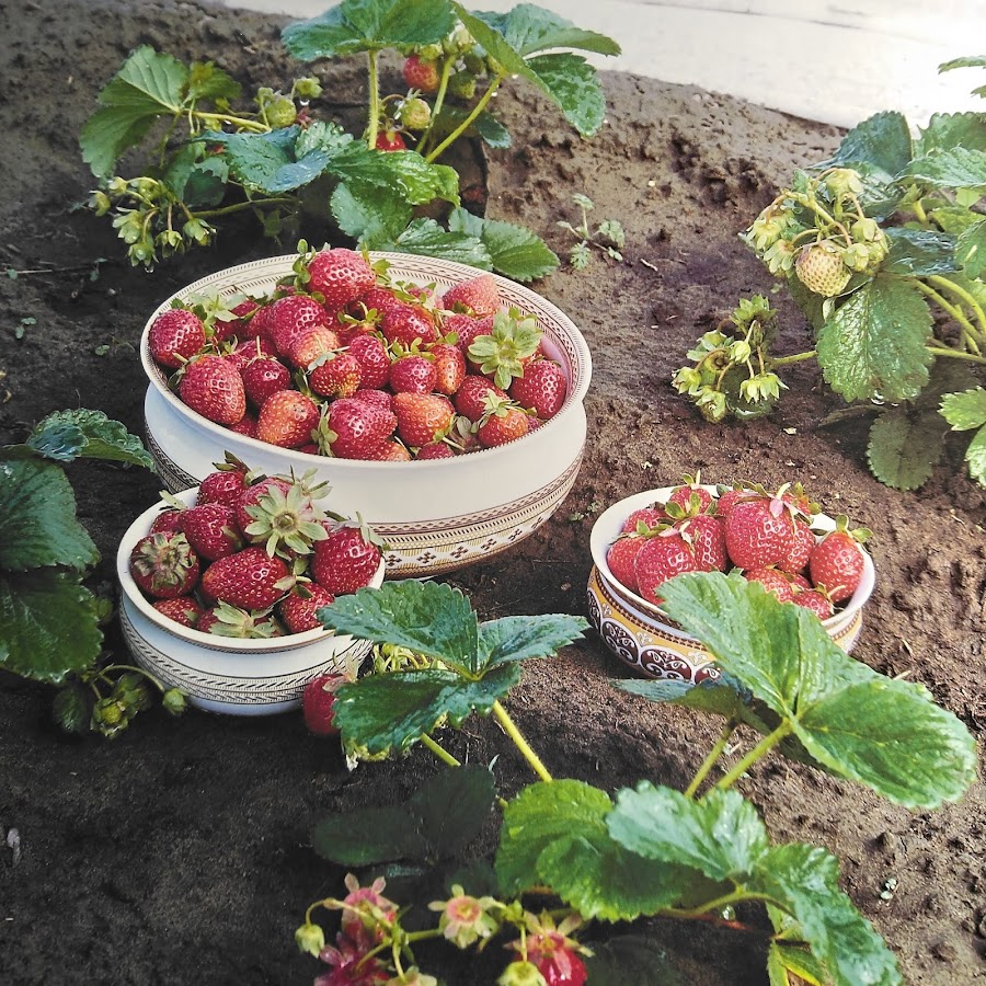 канал земляника. о воронова канал земляника. клубника смайл без фона. земляника виктория. клубника королева виктория.