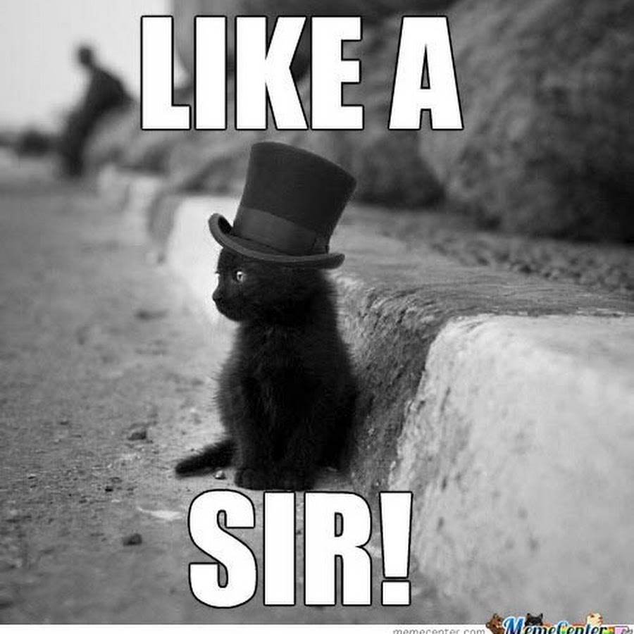 Милый сер. Милый сэр. Like a Sir Cat.