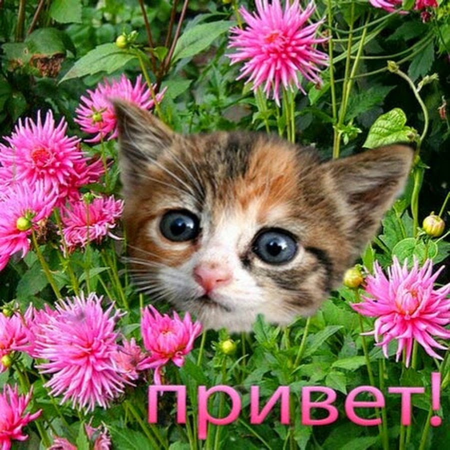 Приветствую милый. Открытки привет. Приветик с цветочками. Привет цветочек. Привет котик.
