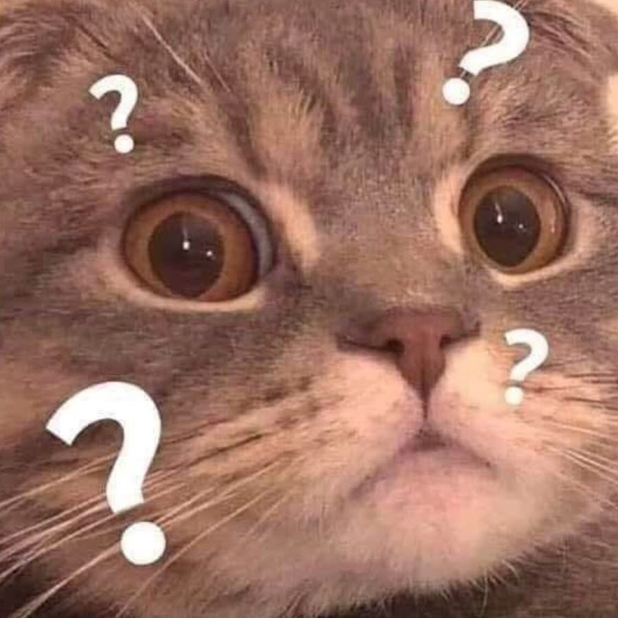 Кот вопрос. Confused Cat. Confused Cat meme. Cat with question Marks. Cat question meme.