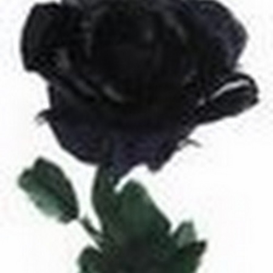 черная роза стим фото 32