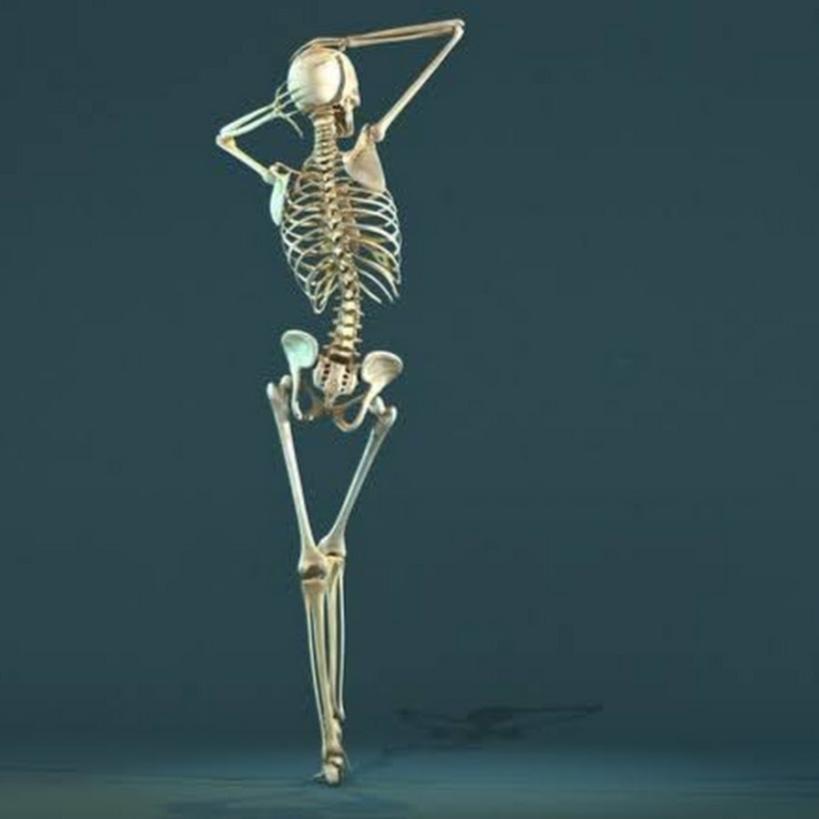 Фото скелета девушек. Скелет человека. Скелет позы. Скелет позирует. Человеческий скелет в разных позах.