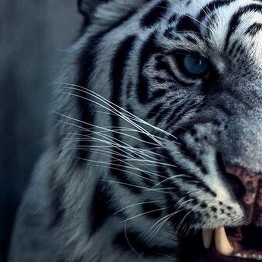 Наушники белый тигр. Белый тигр Грозный. Тигр оскал. Белый тигр рычит. Тигрица с голубыми глазами