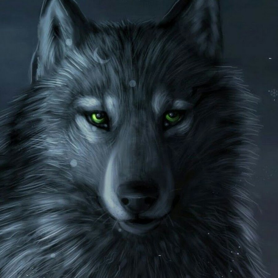 Клан волка 4 читать. Черная волчица. Черная лиса. Чёрный Лис гиф.