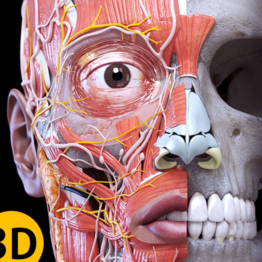 Anatomy atlas 3d free download