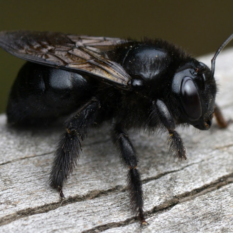 Черные пчелы. Шмель древоточец. Пчела-плотник Xylocopa Valga. Пчела плотник черный Шмель. Черный Шмель плотник.