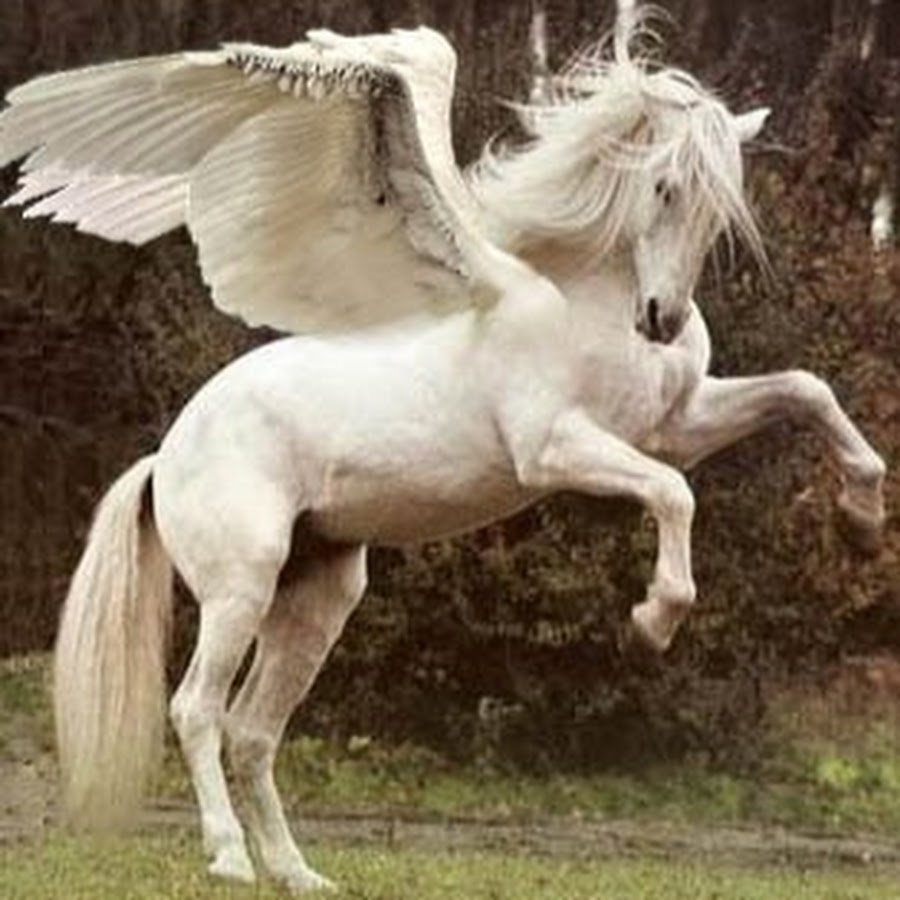 Horse life пегасы. Единорог Пегас Аликорн. Настоящие Единороги. Белая лошадь с крыльями. Пегас лошадь.