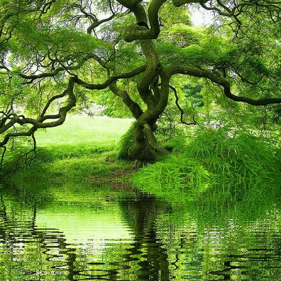 Красивая природа гиф