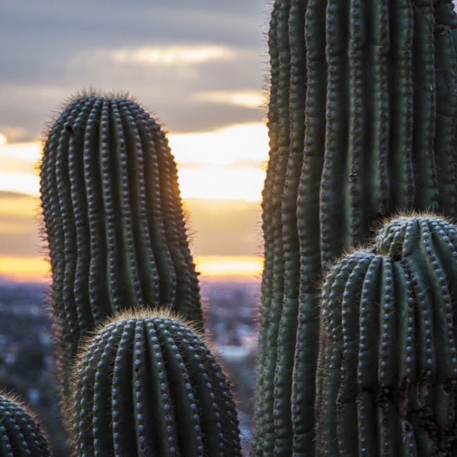 кактус фото. Baccarat ваза кактус. искусственный кактус. Cactus 16 9. Gapiradigan kaktyc.
