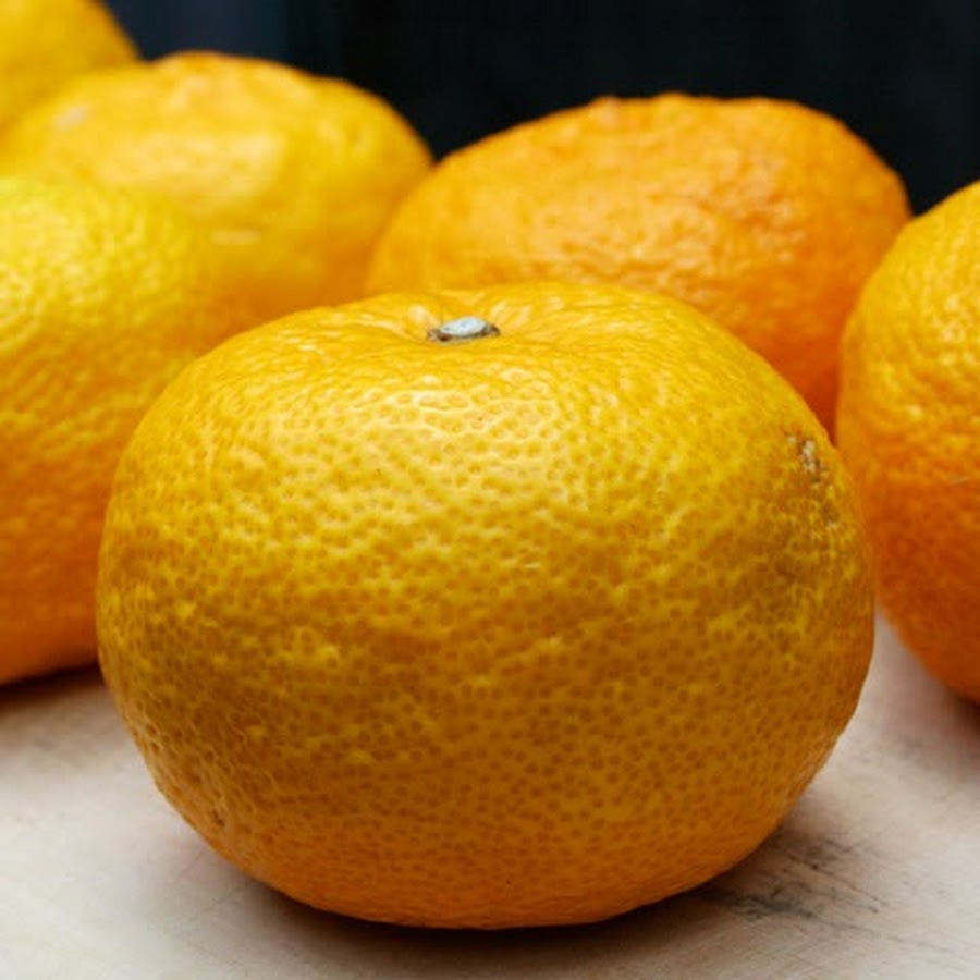 Гибрид лимона как называется. Юдзу гибриды цитрусовых. Апельсин мандарин лимон гибрид. Лимон померанец гибрид. Мандарин юдзу.