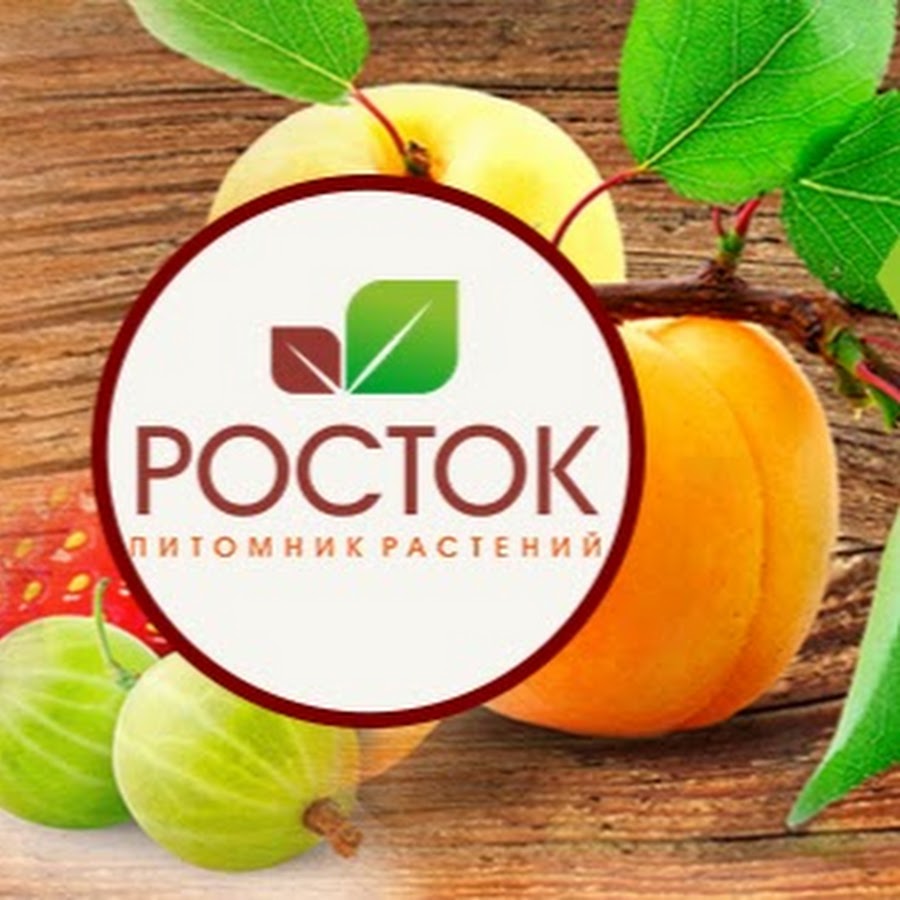 Сайт росток челябинск