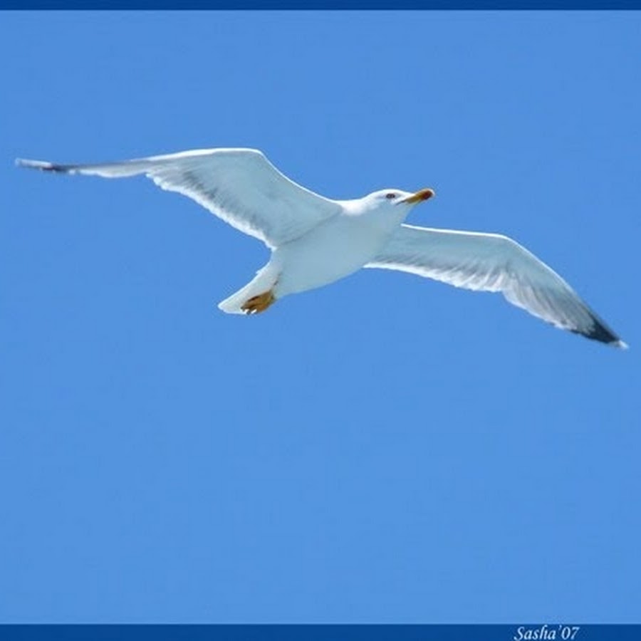 Я вижу чайку признаки. Чайка 11. @Seagull_007. Я вижу чайку.