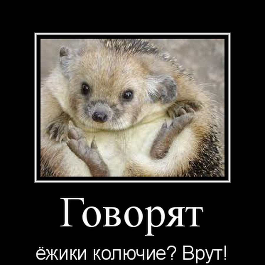 Высказывание про ежика. Колючки саадана. Чертополох и липучка. Статус про ежика. Цитаты про ежика.