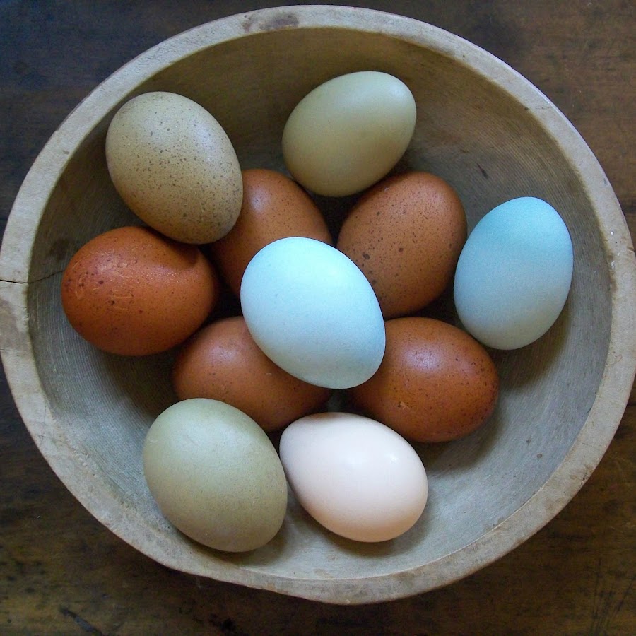 Яйца окрас. Яйцо куриное. Цвет скорлупы куриных яиц. Цветные яйца куриные. Необычные куриные яйца.
