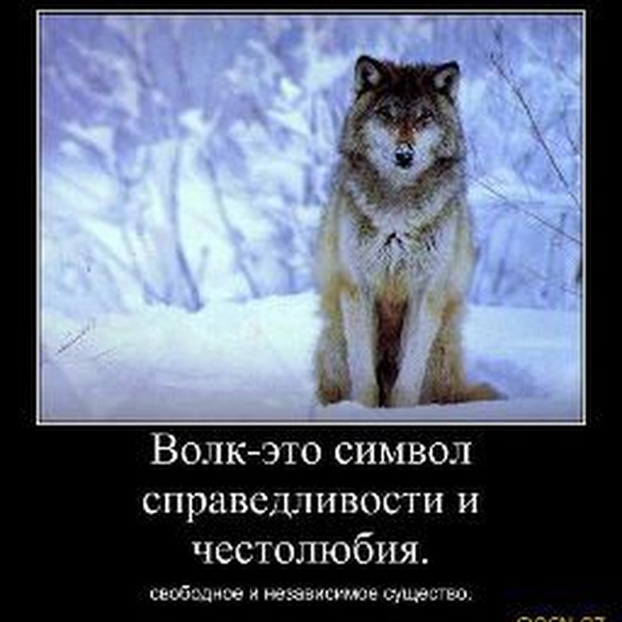 Свободна независима. Волк демотиватор. Волк мотиватор. Мотиваторы с волками. Волк одиночка демотиватор.