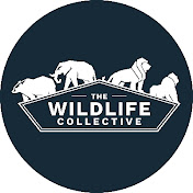 The Wildlife Collective - The Wildlife Collective