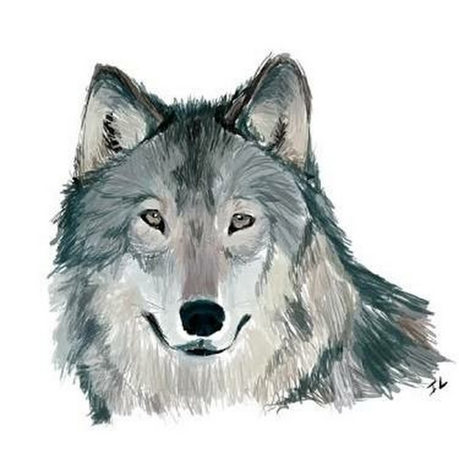 Цветные картинки волка. Морда волка. Голова волка. Лицо волка. Волк рисунок.