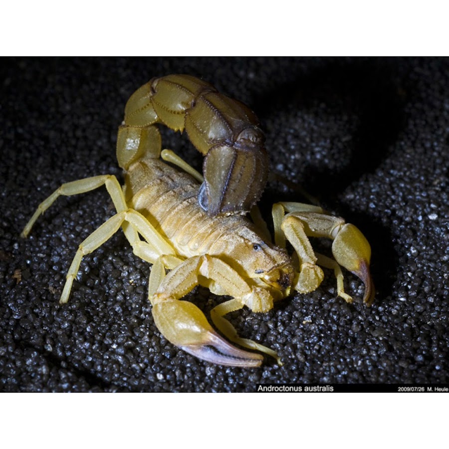 Скорпион ядовитый или нет. Скорпионы Androctonus Australis. Желтый толстохвостый Скорпион. Androctonus crassicauda. Скорпион Лейурус.