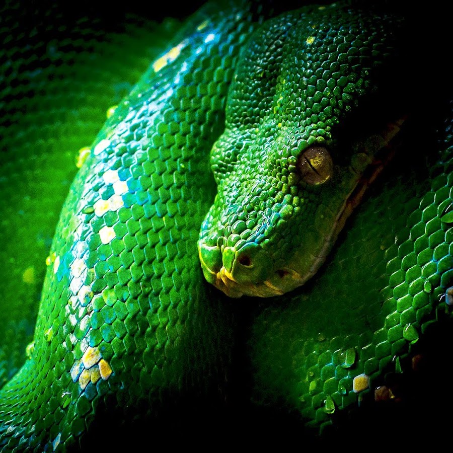 Видеоурок питон. Зеленый питон. Зеленая змея. Python картинки. Питон обои.