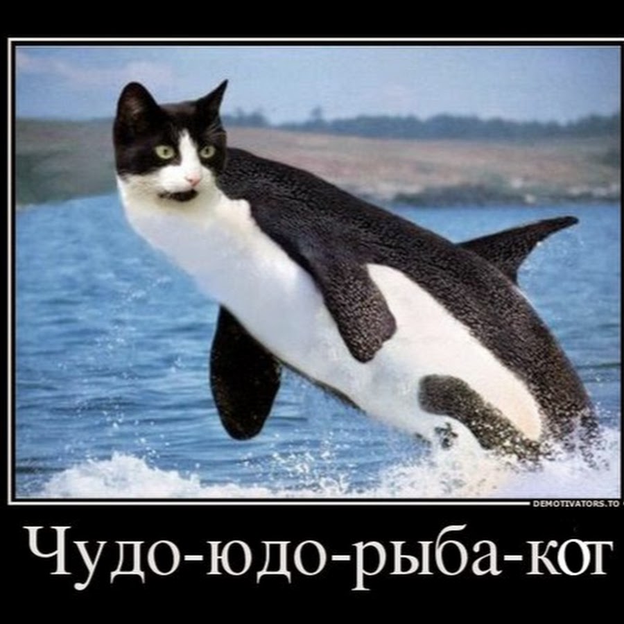 Почему хочу рыбу. Мем про кота и рыбу. Демотиватор. Морской котик. Кот демотиватор.
