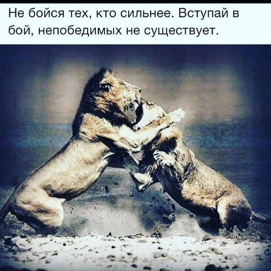 Картинка бойся бейся