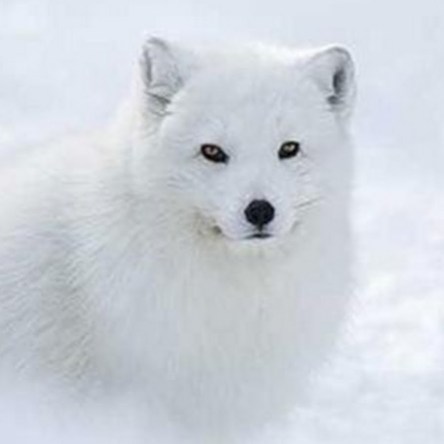 Полный писец. White Fox на машинах.