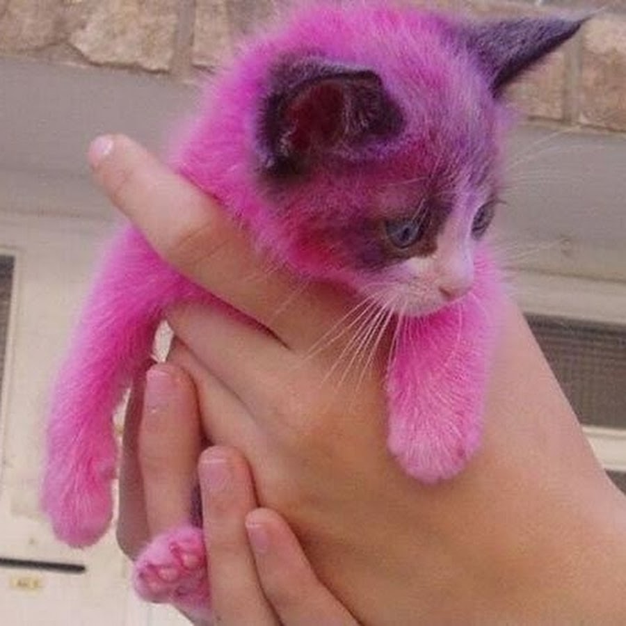 Эту растяпу в розовом теперь днем. Розовая кошка. Розовый котенок. Кошка розового цвета. Рошовый кот.