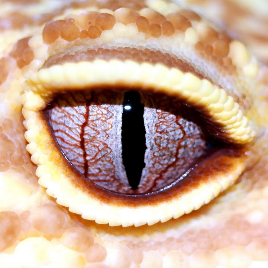 30 Pieces of Random Trivia That Might Just Come in Handy Reptile eye, Lizard eye