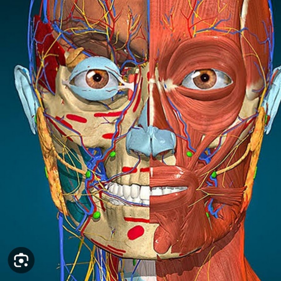 Learn anatomy. Anatomy Learning 3d анатомический атлас.