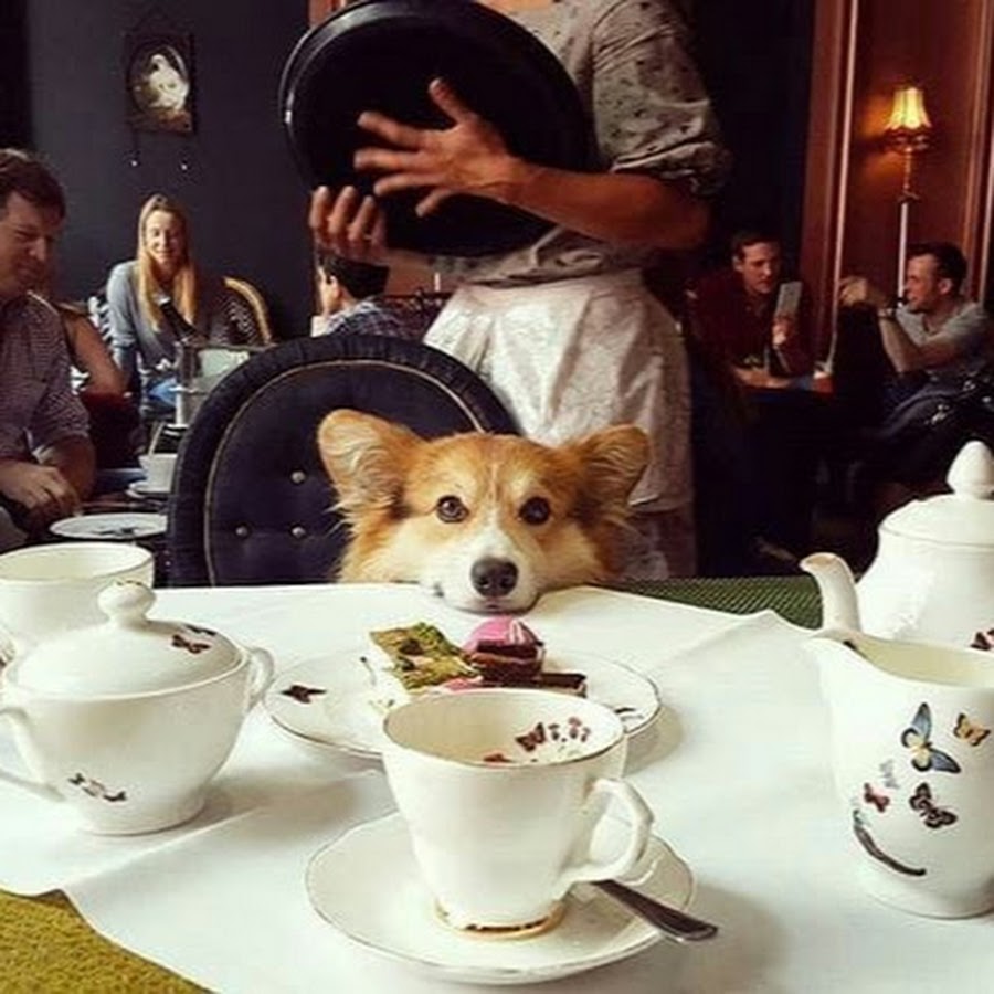 Собаки пьют чай. Доброе утро корги. Животные и чай. Собака за столом. Завтрак с животными.