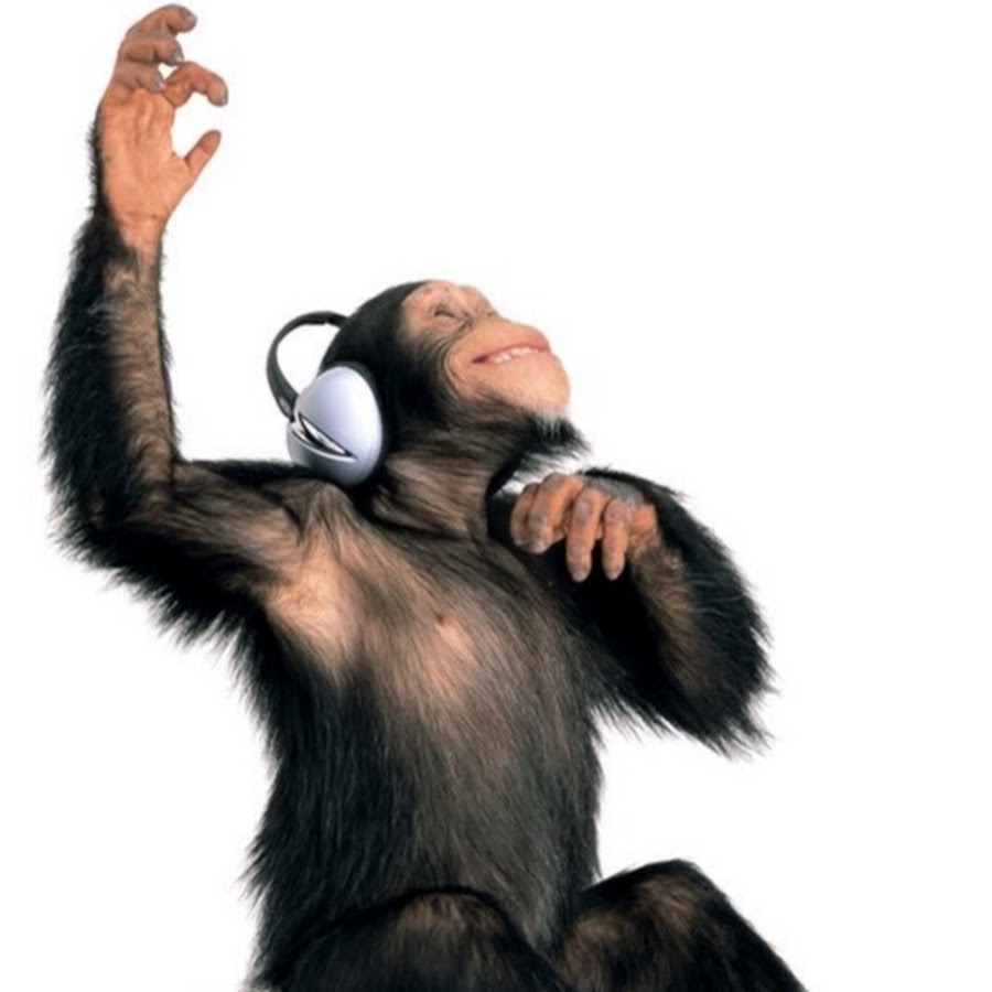 Танцующая обезьянка песня. Обезьяна в наушниках. Обезьяна в одежде. Шимпанзе в наушниках. Музыкальная обезьяна.