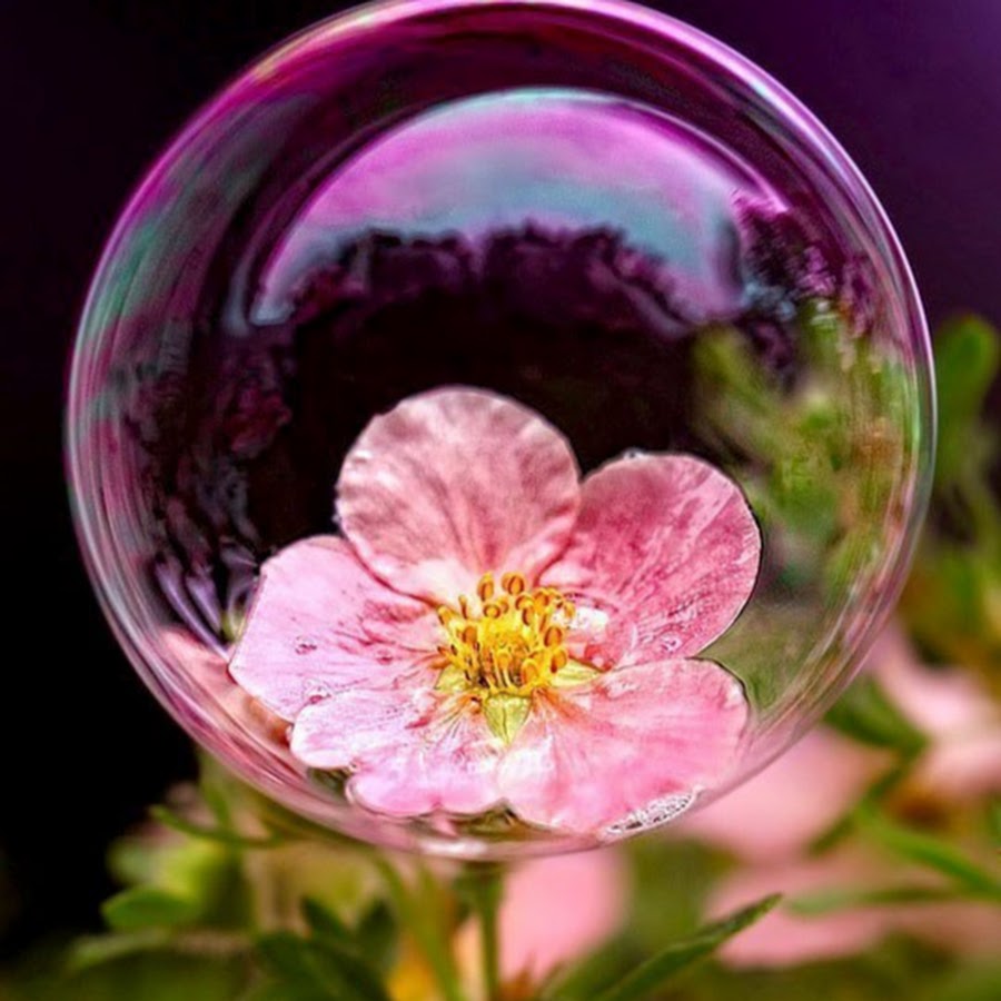 Цветы в стеклянном шаре. Мыльные пузыри. Цветы на воде. Цветы бабл