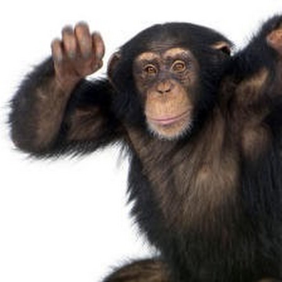 A chimp can sing. Танец обезьян. Chimp ЗТП. Карточка Chimp. Японская шимпанзе шоу.