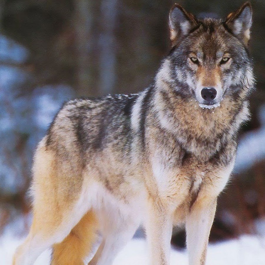 Russian wolf. Макензенский волк. Среднерусский Лесной волк. Сибирский волк. Мосбахский волк.