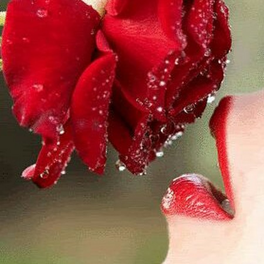 картинки поцелуй розы