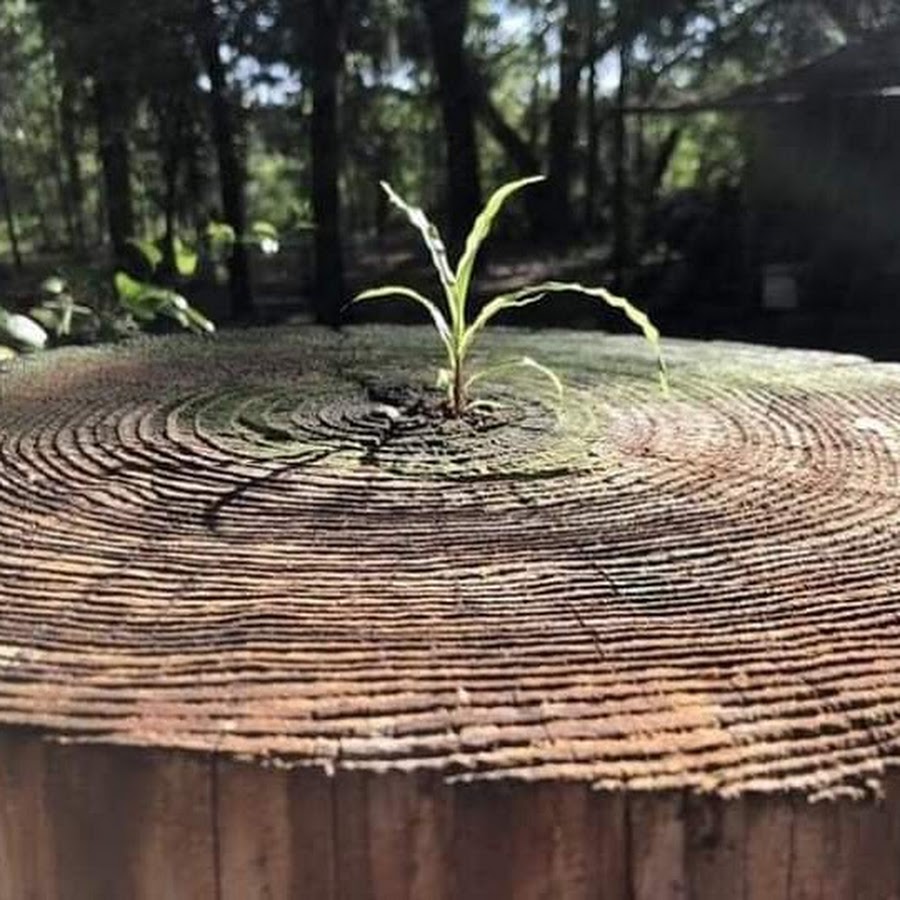 Дерево растет. Дерево из пня растет. Дерево выросло из пенька. Дерево ра тет из пенька. Дерево выросло на пне.