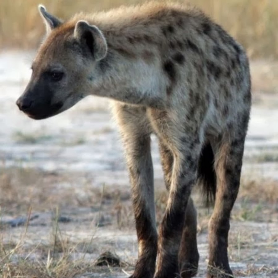 Какая сильный зверь. Крокута гиены. Животные Африки гиена. Гиены в Африке. Гиена в саванне.