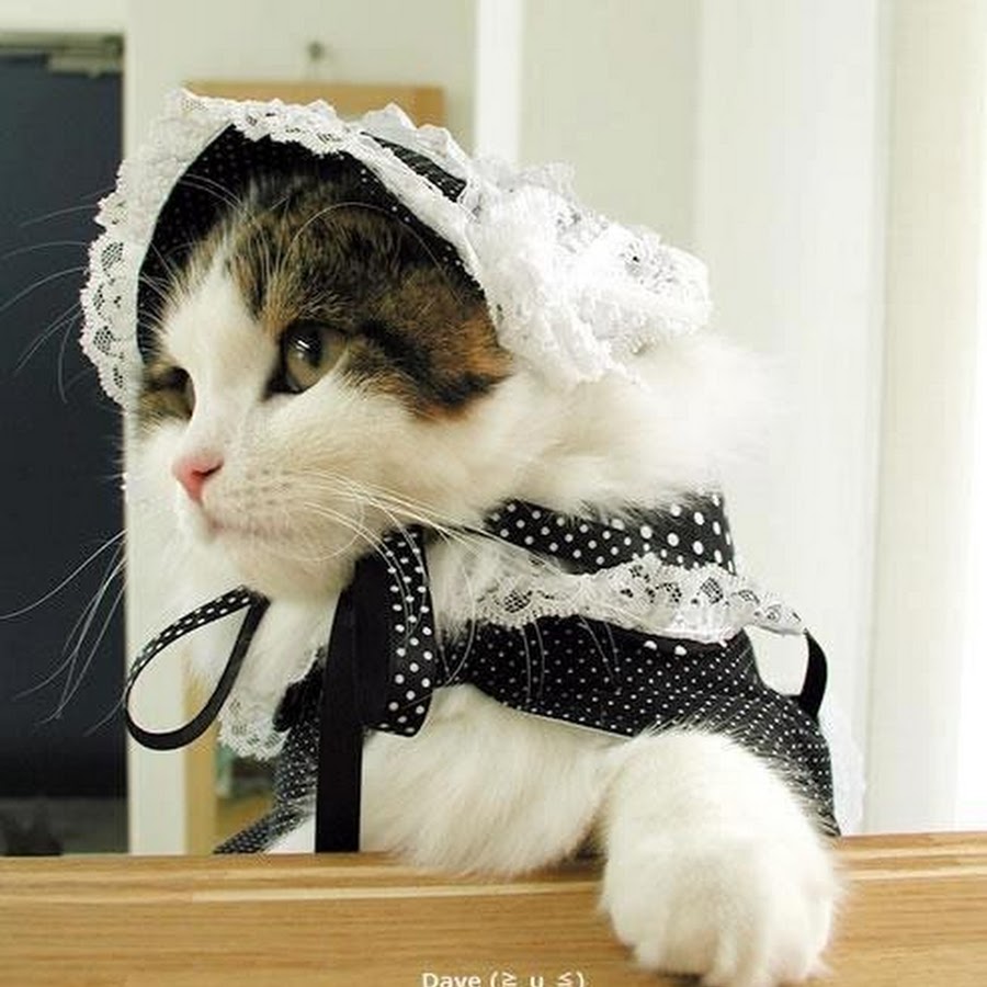 Котенок в костюме горничной. Наряженные кошки. Одежда для кошек. Коты в костюмах.