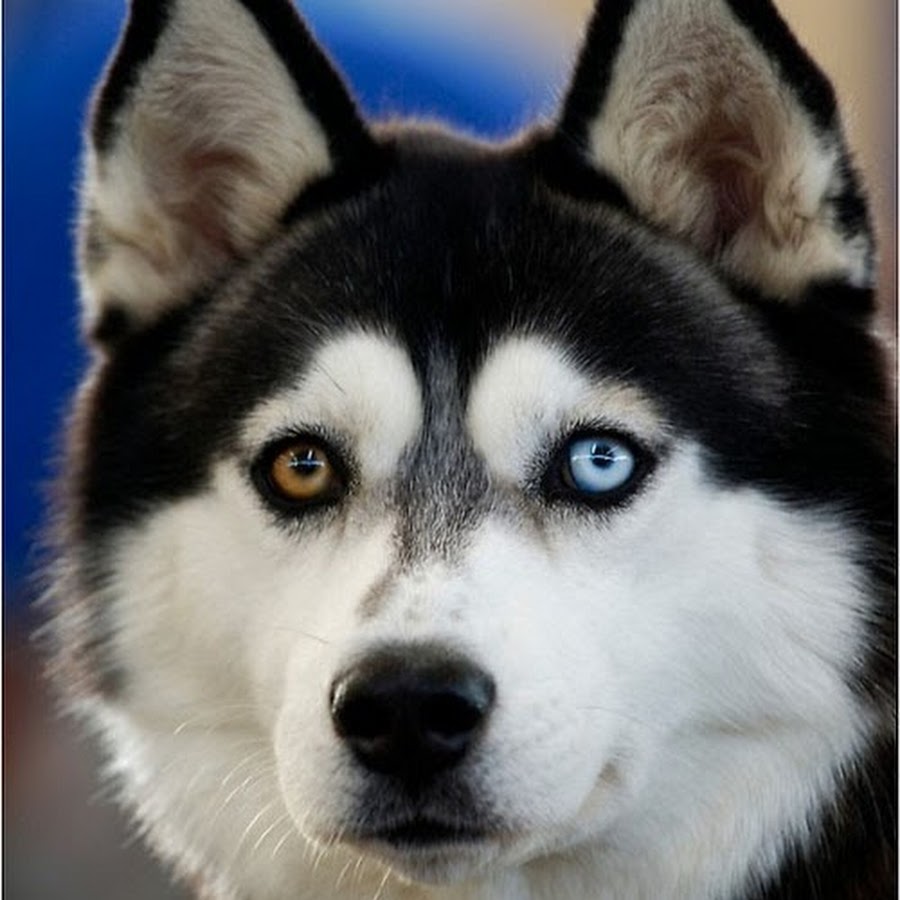 собаки с разными глазами фото