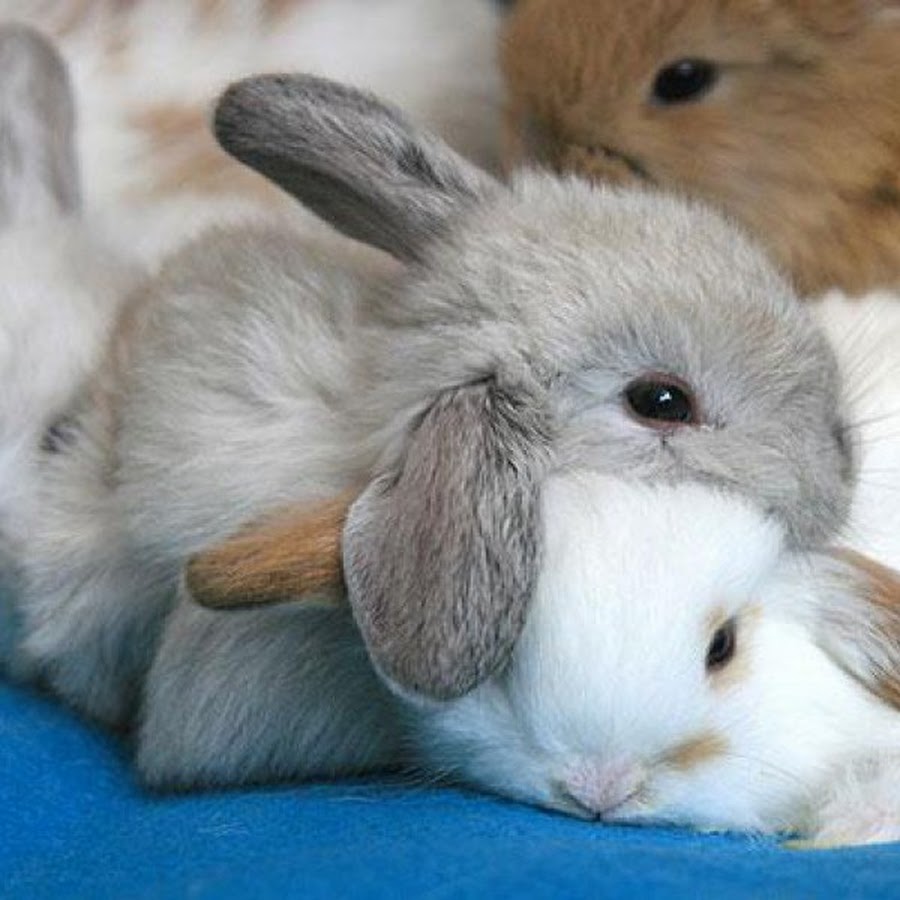 Зайчик ласково. Красивый зайчик. Милый кролик. Милые зайчики. Кролики любовь.