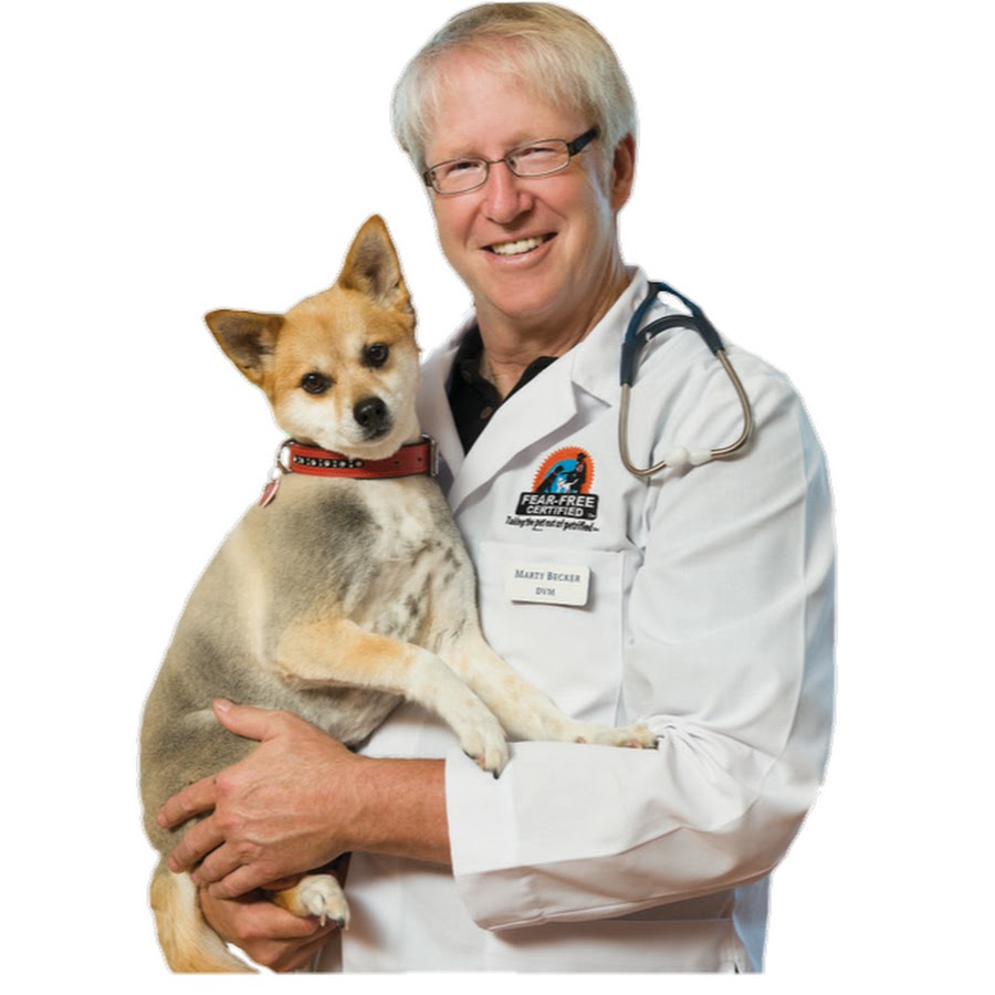 порода собак доктор. собака со стетоскопом. животные ветеринария. доктор ветеринар. ветеринар.