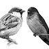 sparrow & swallow