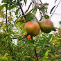 Sonar Bangla nursery