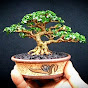 Lekeun Bonsai